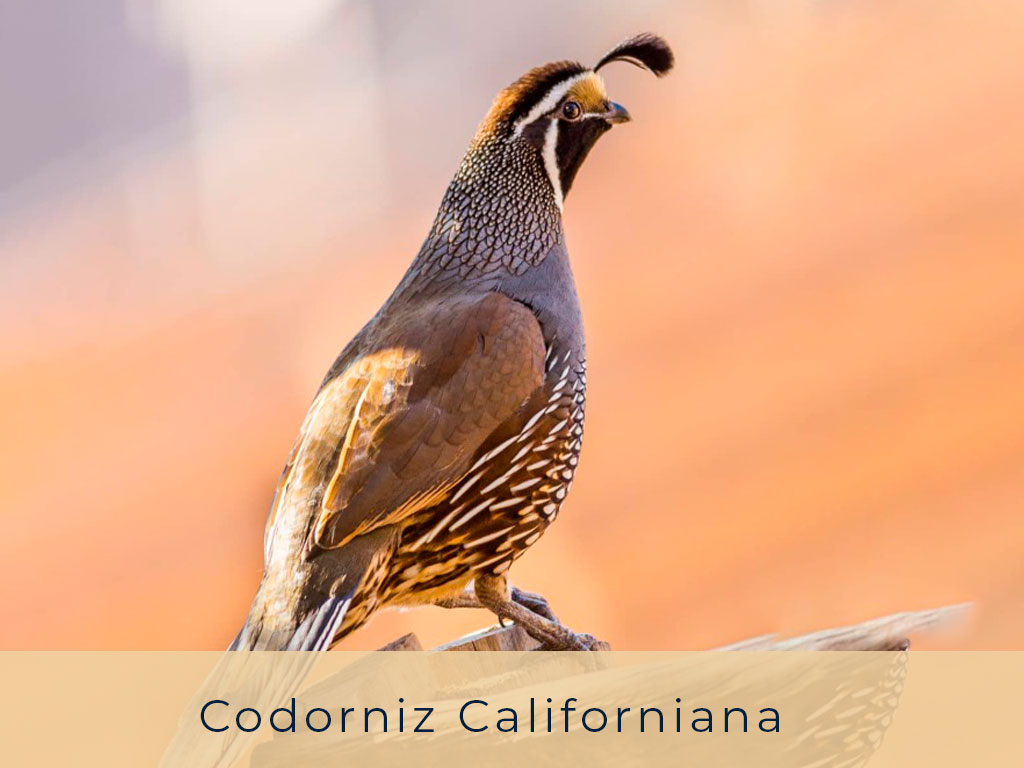 Codorniz-Californiana---El-Refugio-Ski-&-Summer-Lodge