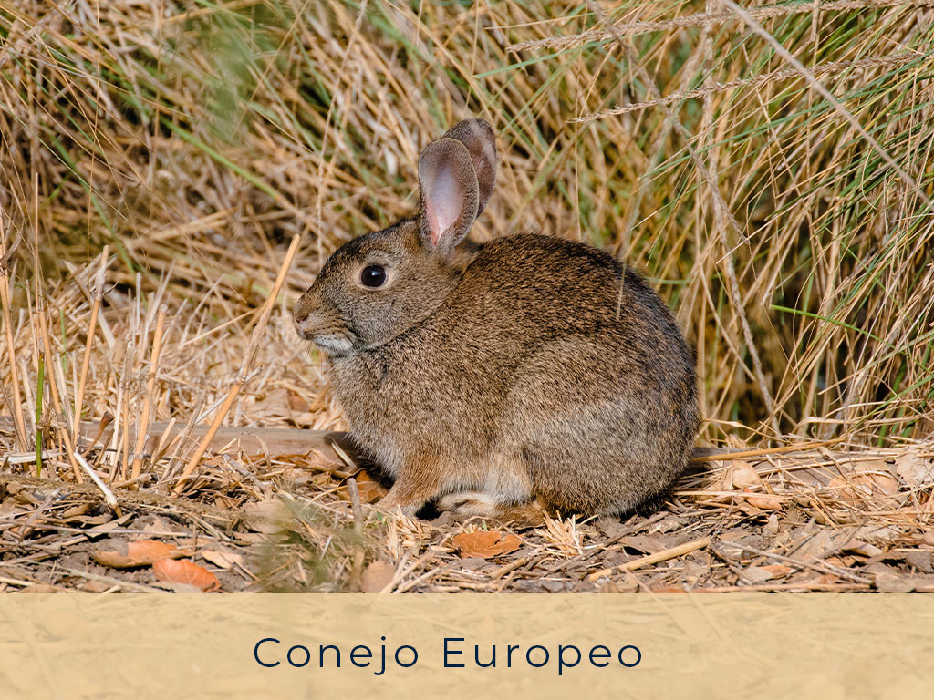 Conejo-Europeo---El-Refugio-Ski-&-Summer-Lodge