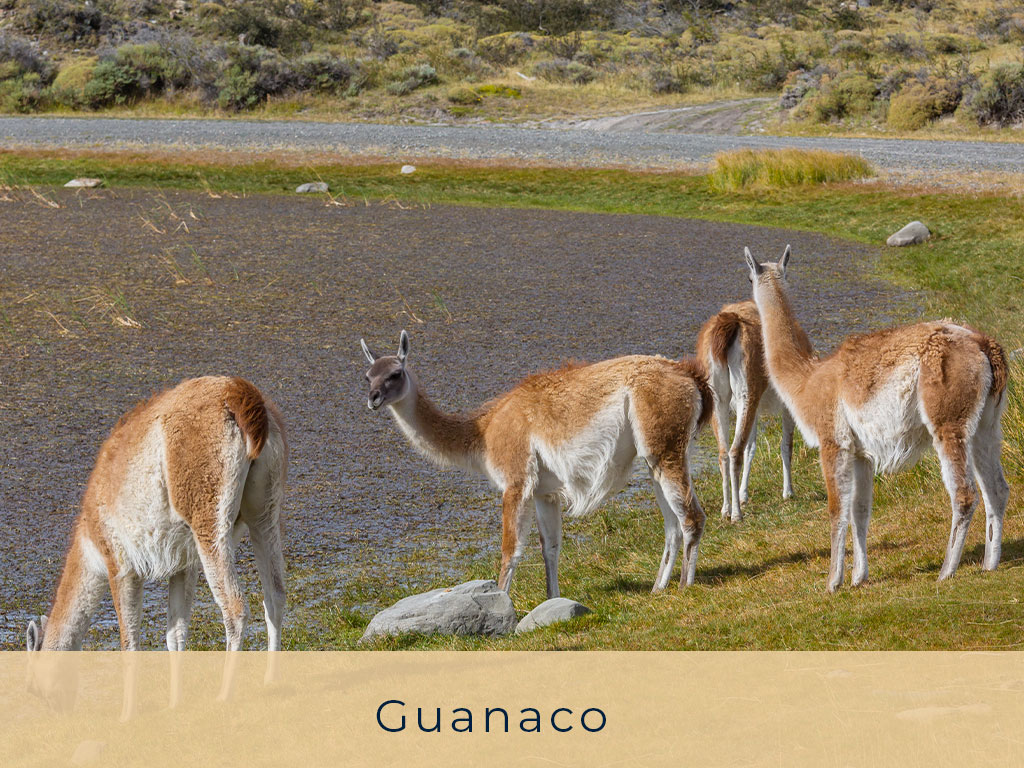 Guanaco---El-Refugio-Ski-&-Summer-Lodge