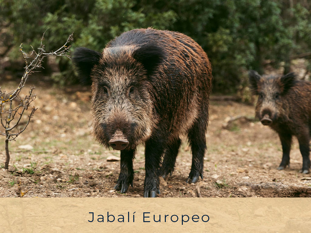 Jabalí-Europeo---El-Refugio-Ski-&-Summer-Lodge