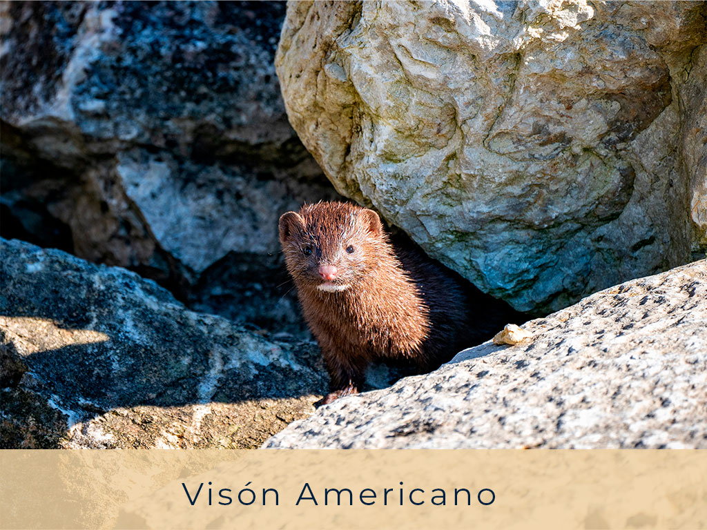 Visón-Americano---El-Refugio-Ski-&-Summer-Lodge