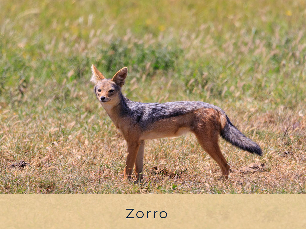 Zorro---El-Refugio-Ski-&-Summer-Lodge